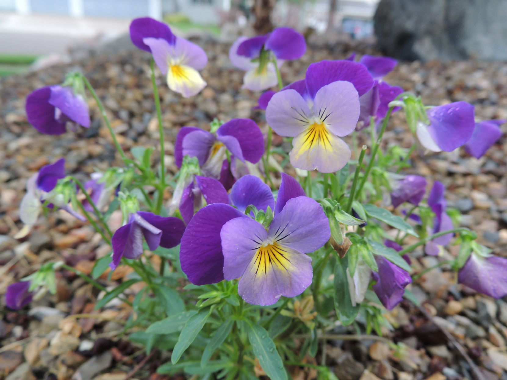 Violas In Bloom